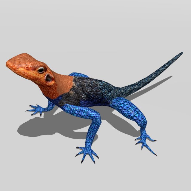 agama lizard Modelo 3D .c4d .max .obj .3ds .fbx .stl .blend 