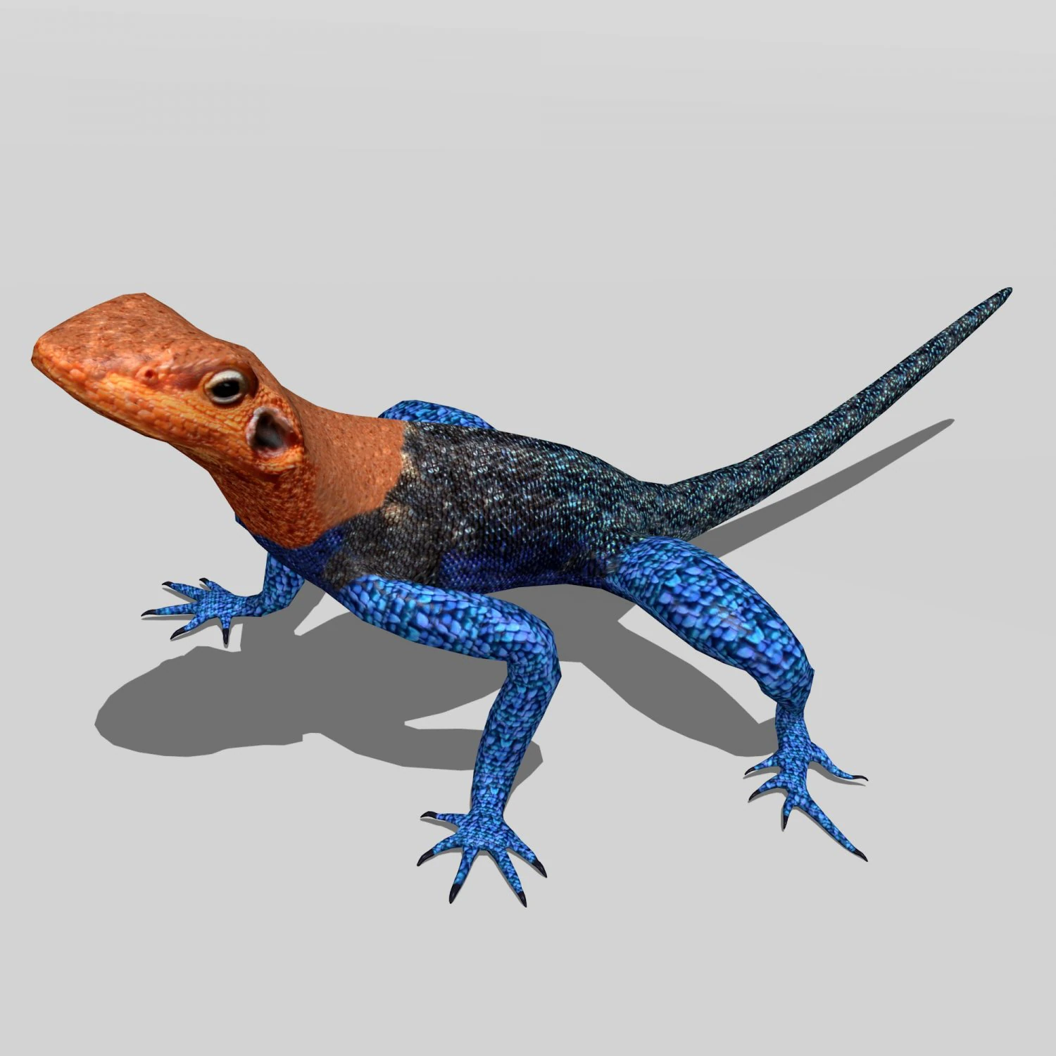 agama lizard 3D Model .c4d .max .obj .3ds .fbx .stl .blend 