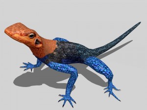 agama lizard 3D Model