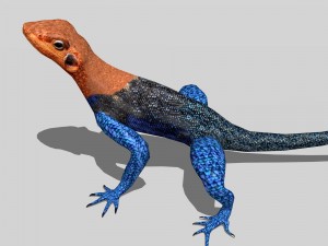 agama lizard Modelo 3D