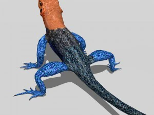 agama lizard 3D Model