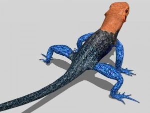 agama lizard 3D Model