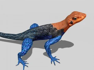 agama lizard 3D Model