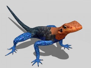 agama lizard Modelo 3D
