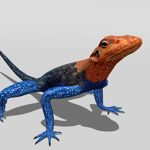 Agama lizard pet hotsell