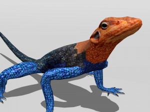 agama lizard Modelo 3D