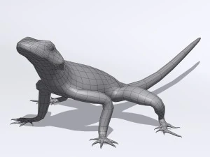 agama lizard 3D Model