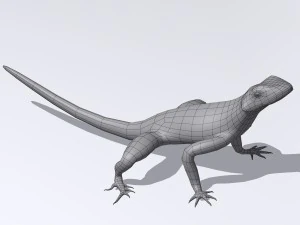 agama lizard 3D Model
