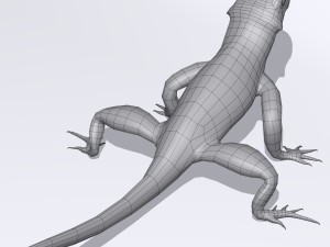 agama lizard Modelo 3D