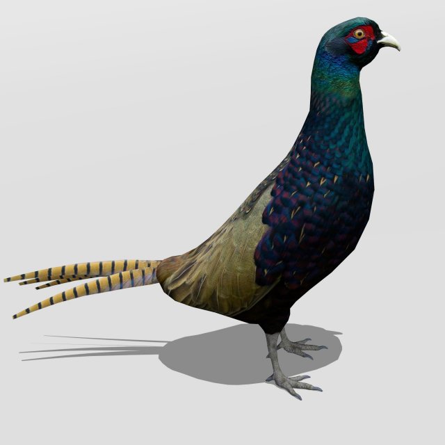pheasant 3D Model .c4d .max .obj .3ds .fbx .stl .blend 