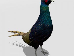 pheasant 3D Model