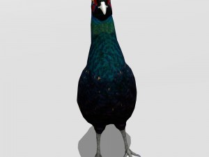 pheasant 3D Model