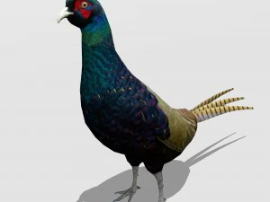 तीतर 3D मॉडल