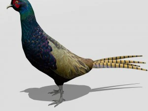 तीतर 3D मॉडल