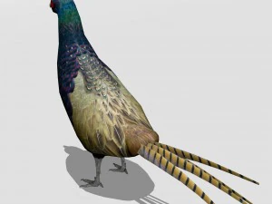 तीतर 3D मॉडल