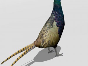 pheasant 3D Model