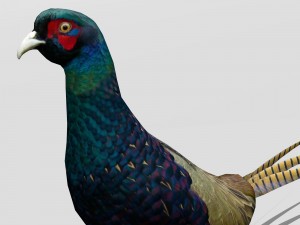 pheasant 3D Model