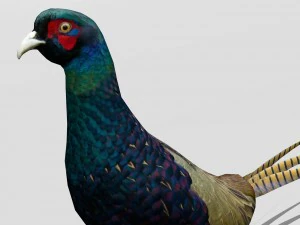 तीतर 3D मॉडल