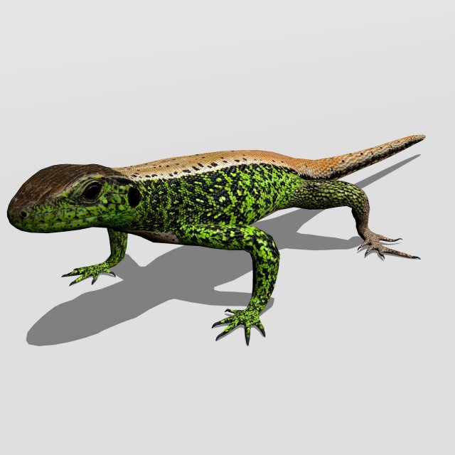 sand lizard lacerta agilis 3D Model .c4d .max .obj .3ds .fbx .stl .blend 