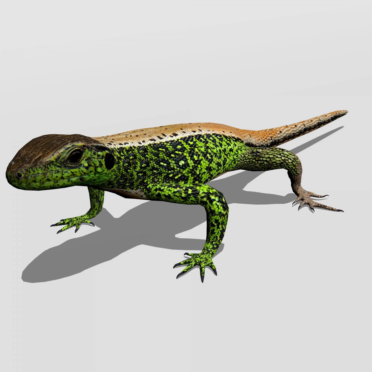 sand lizard lacerta agilis 3D Model .c4d .max .obj .3ds .fbx .stl .blend