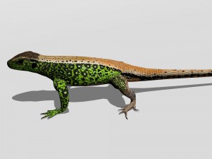 sand lizard lacerta agilis 3D Model