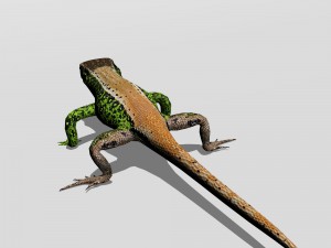 sand lizard lacerta agilis 3D Model