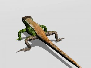 sand lizard lacerta agilis 3D Model