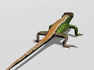 sand lizard lacerta agilis 3D Model