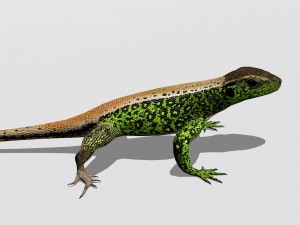 sand lizard lacerta agilis 3D Model