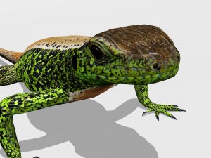 sand lizard lacerta agilis 3D Model