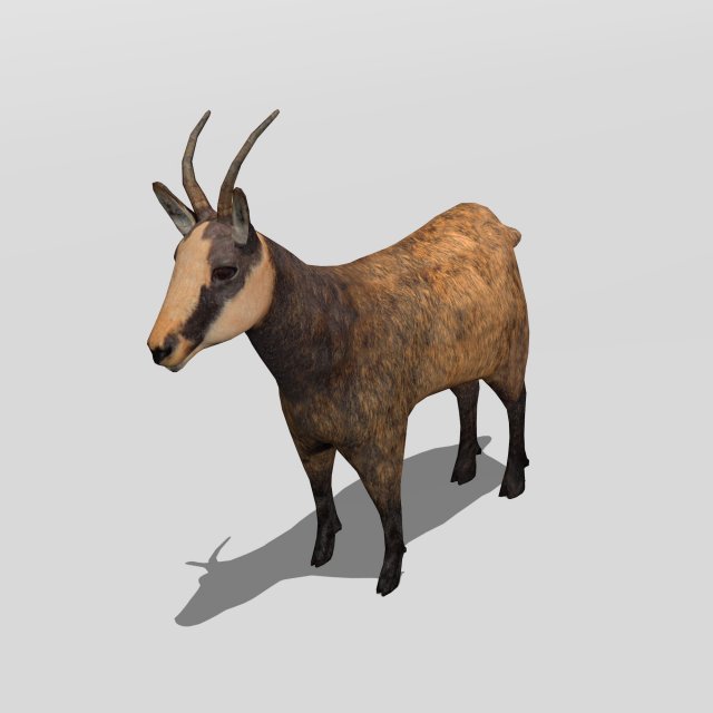 chamois 3D मॉडल .c4d .max .obj .3ds .fbx .stl .blend 