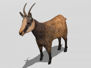 chamois 3D मॉडल