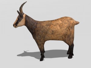 chamois 3D मॉडल