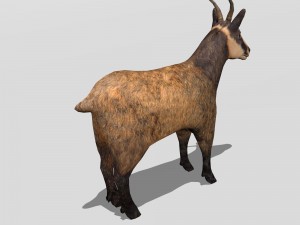 chamois 3D मॉडल