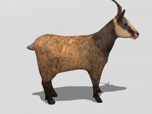 chamois 3D मॉडल