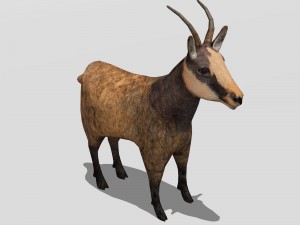 chamois 3D मॉडल