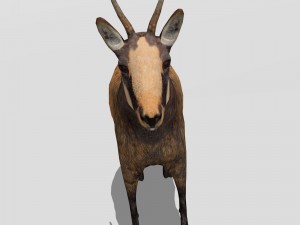 chamois 3D मॉडल