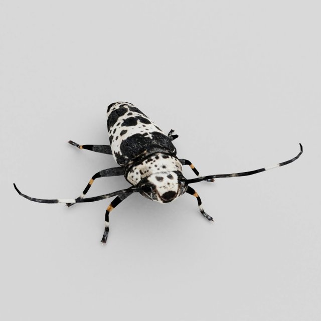longhorn beetle acanthoderes lacrymans 3D Model .c4d .max .obj .3ds .fbx .lwo .lw .lws