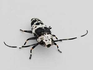 kumbang longhorn acanthoderes lacrymans Model 3D