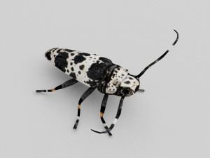longhorn beetle acanthoderes lacrymans 3D मॉडल