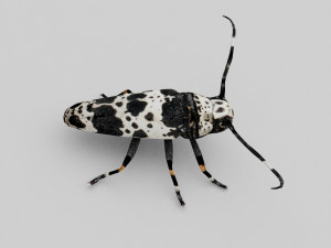 longhorn beetle acanthoderes lacrymans 3D मॉडल