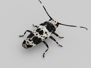 longhorn beetle acanthoderes lacrymans 3D मॉडल