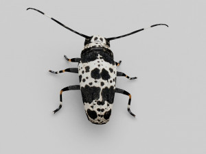 longhorn beetle acanthoderes lacrymans 3D मॉडल