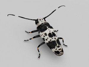 longhorn beetle acanthoderes lacrymans 3D मॉडल