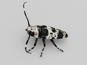 longhorn beetle acanthoderes lacrymans 3D मॉडल