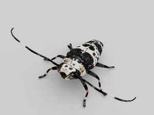 longhorn beetle acanthoderes lacrymans 3D मॉडल
