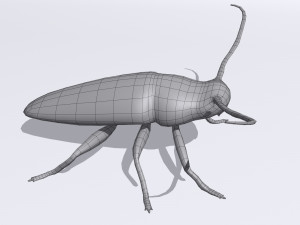 longhorn beetle acanthoderes lacrymans 3D मॉडल