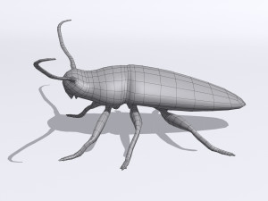 longhorn beetle acanthoderes lacrymans 3D मॉडल