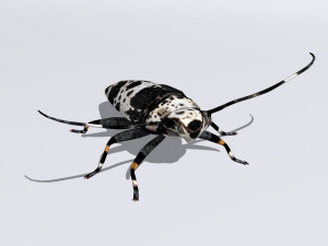 longhorn beetle acanthoderes lacrymans 3D मॉडल