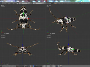 longhorn beetle acanthoderes lacrymans 3D मॉडल